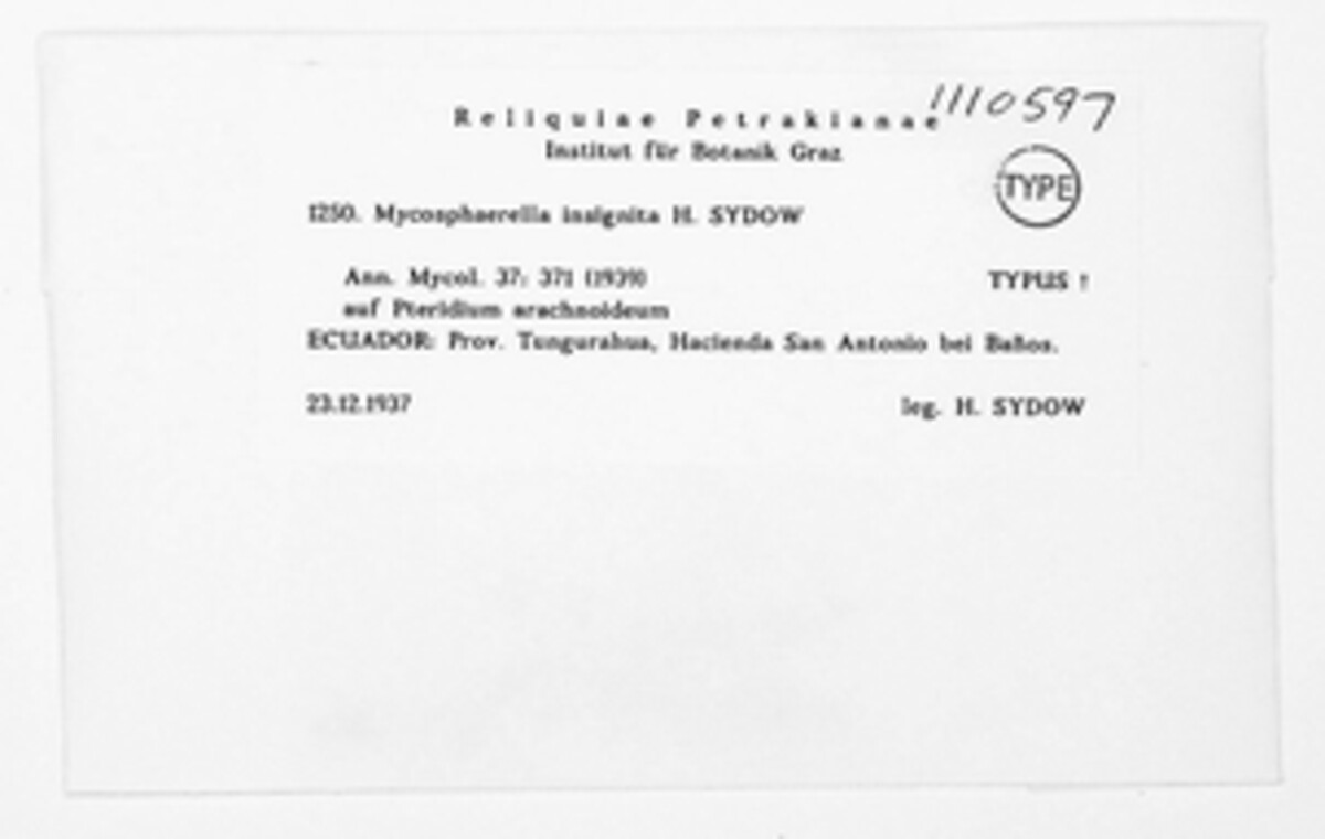 Mycosphaerella insignita image